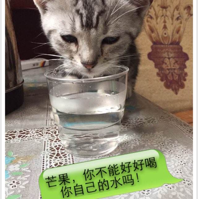 亚莱恩国际大学环境科学学位证书